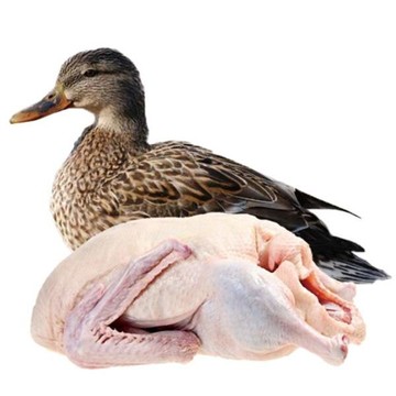 胜泰咯 崇明草鸭 900g